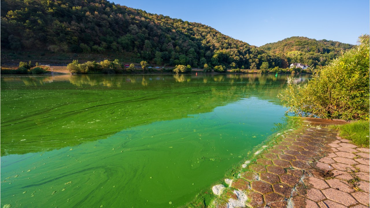 Blaualgen im badesee: wie man sie erkennt und wie sie dem körper schaden