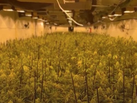 Los Mossos d'Esquadra desmantelan un cultivo en Tarragona con 3.900 plantas