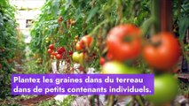10 légumes faciles