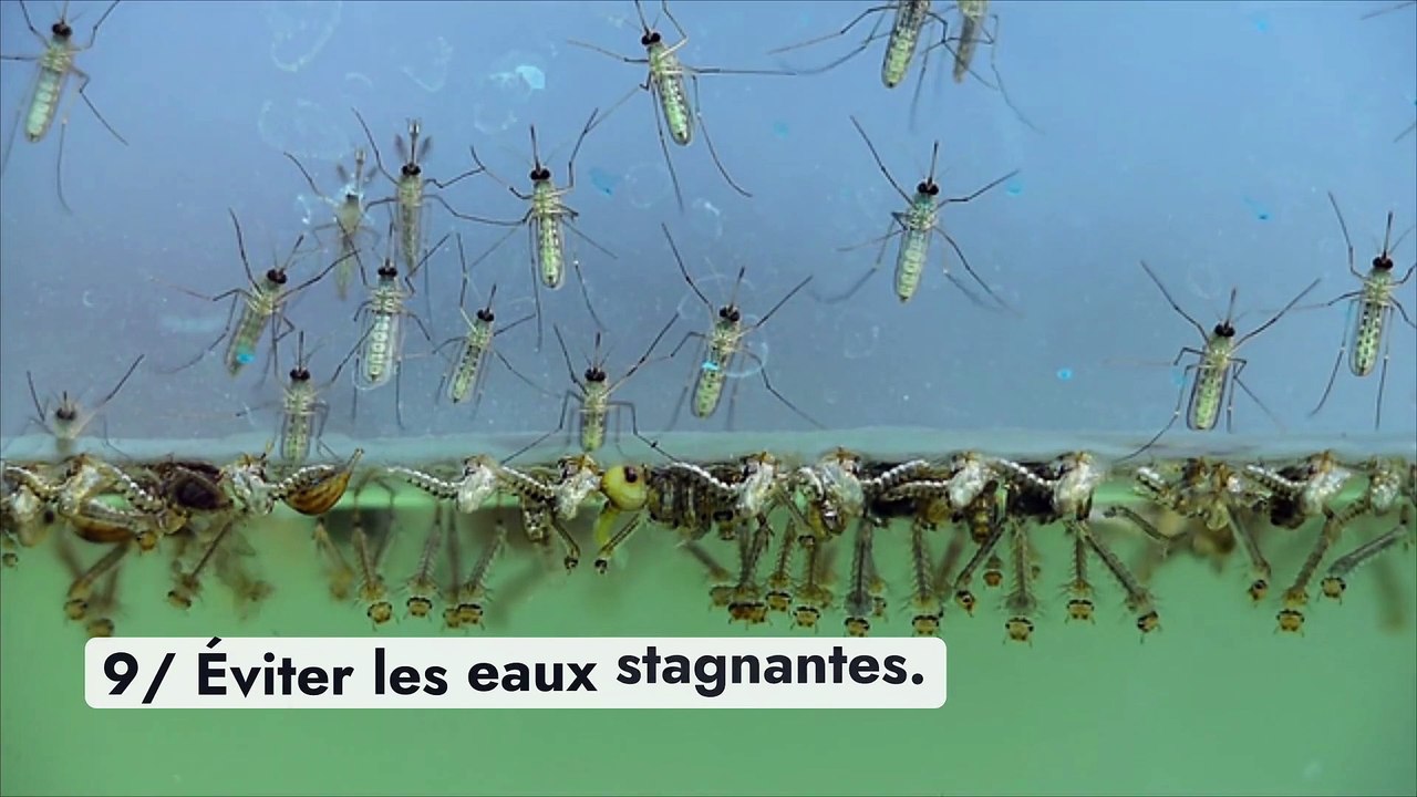 10 astuces pour éloigner les insectes cet été
