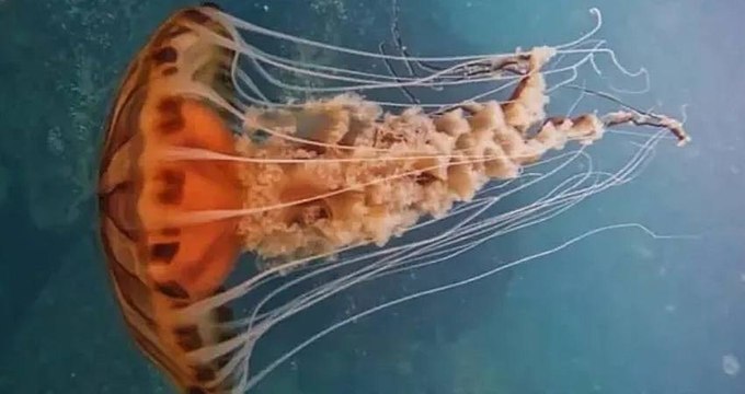Marmara Denizi’nde 4 metrelik zehirli Pusula Denizanası görüntülendi