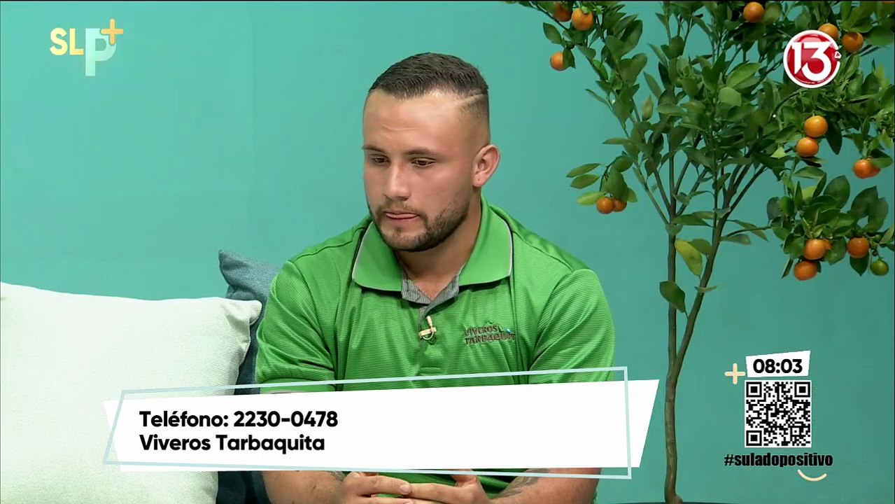 Siembre de árboles en la casa