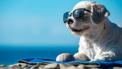 Cómo Proteger A Tu Mascota Del Calor