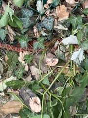 Énigme à Basse-Wavre: un serpent aperçu mais introuvable