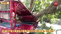 Video : Varanasi के गोलगड्डा चौराहे पर गिरा विशालकाय पेड़, ई-रिक्शा चालक घायल