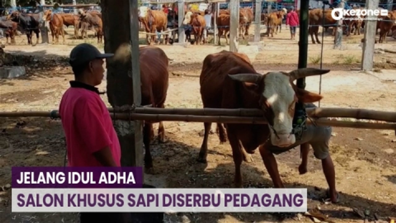 Salon Khusus Sapi di Pasar Dimoro Blitar Tawarkan Berbagai Macam Perawatan