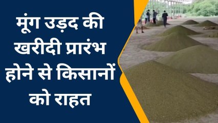 गोटेगांव: मूंग उड़द की खरीदी प्रारंभ होने से किसानों को राहत