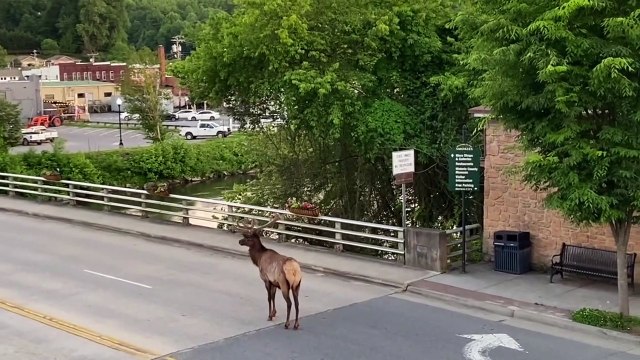 Wapiti marchant dans le centre-ville de Bryson City au coucher du soleil