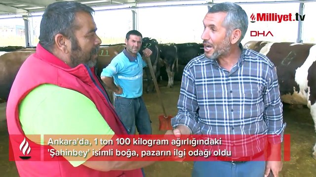 Ankara'da 1.1 tonluk boğa 'Şahinbey', 170 bin TL'den alıcısını bekliyor