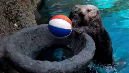 Adorable otter practices basketball skills in custom-made habitat