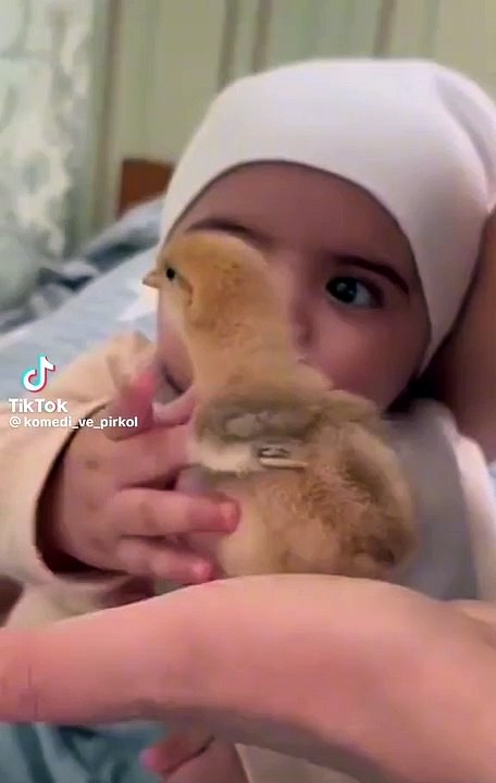 Cute birds