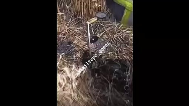 Les champs de blé sont-ils brûlés de manière planifiée ? Le mécanisme partagé sur les réseaux sociaux est déroutant