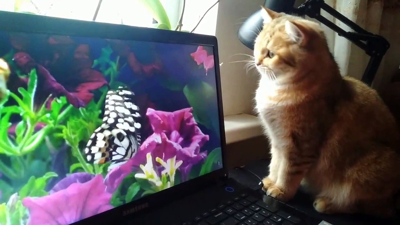 Сat Watching a Video on Youtube