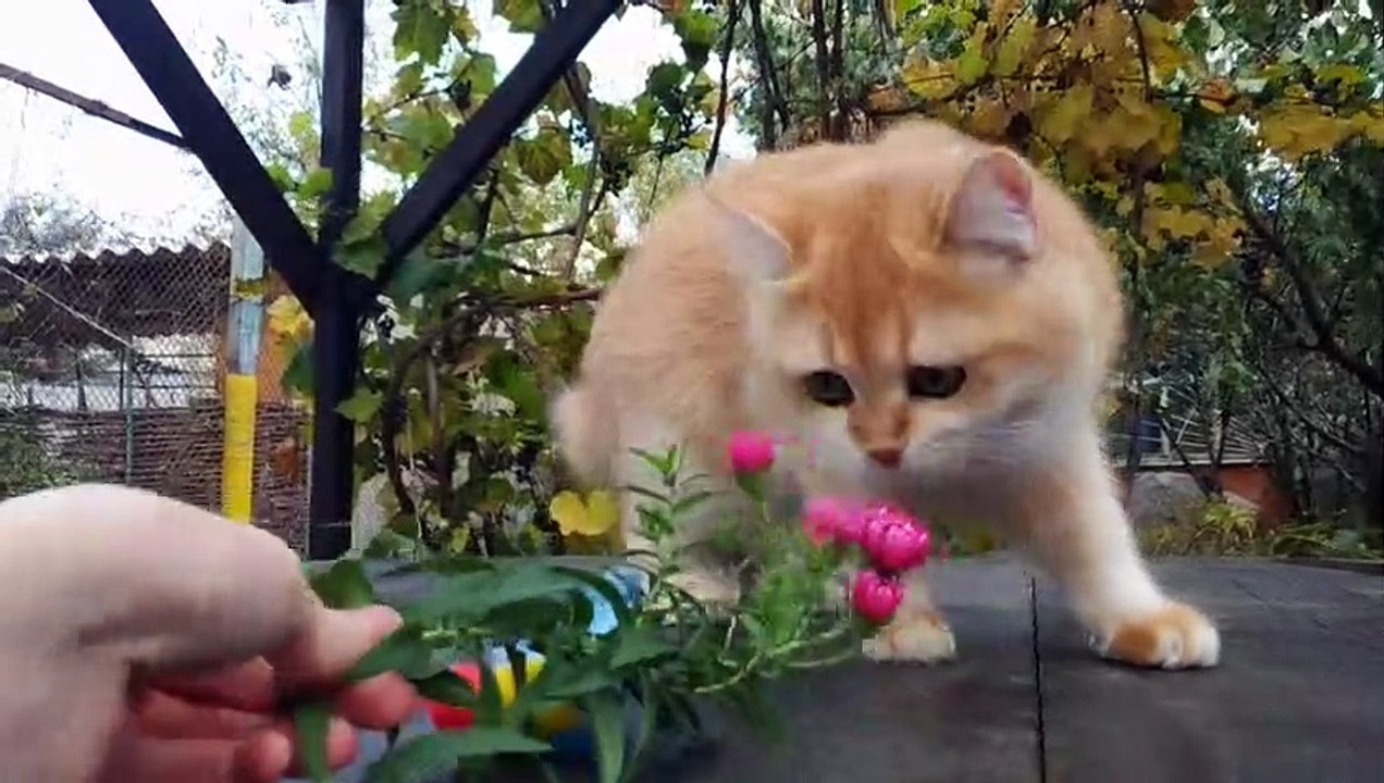 Agusha Meets Autumn  #BritishShorthair ny12