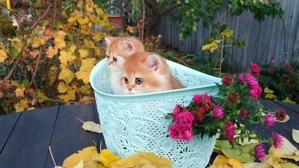 Autumn and Three Beautiful Kittens 2019