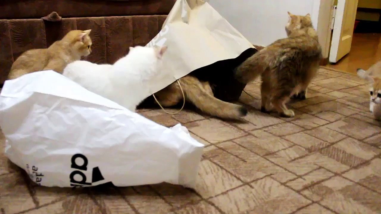 Kittens are Played With ️Packages