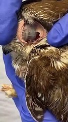 Have you ever seen the owls ear?