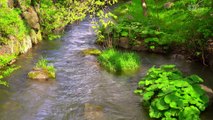 Tranquil Journey: Peaceful Nature Sounds, Gentle Summer River Noise | 1-Hour Relaxing Video