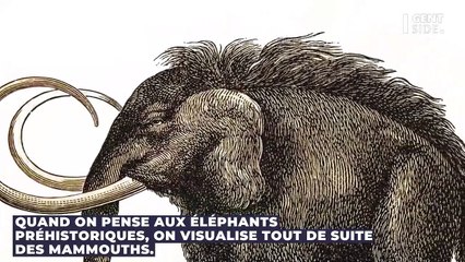 Qui étaient les gomphothères, ces éléphants préhistoriques à quatre défenses ?