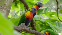 Sun Conures Might Be Small in Size But They Have an Amazing Big Personality