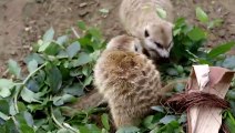 What Do Meerkats Do For Fun? They Surprisingly Have Great Social Lives