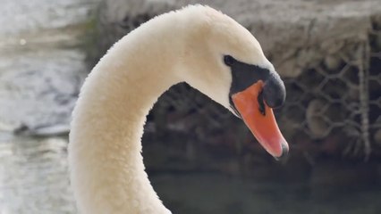 10 Choses à savoir sur... 01 - Le Cygne #cygne #10chosesasavoirsur #KuraiD