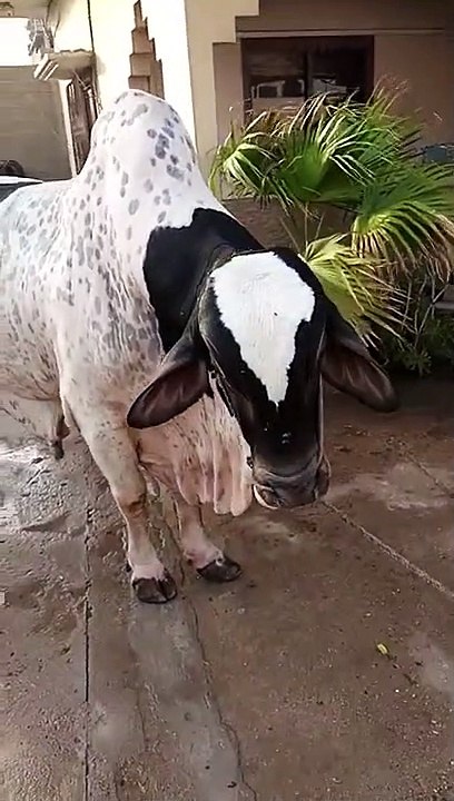 Heavy cow for Bakra Eid
