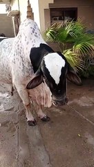 Heavy cow for Bakra Eid