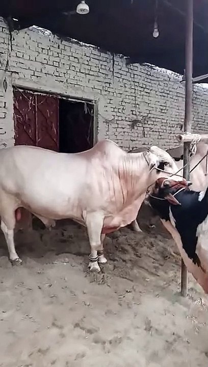 Expensive cows worth millions