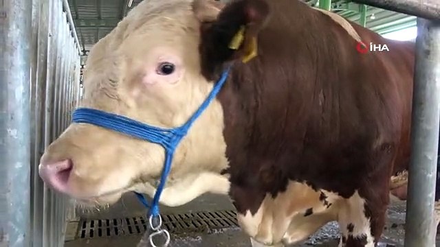 Hayvan satıcılarından 'Kurbanlık alımını son güne bırakmayın' uyarısı