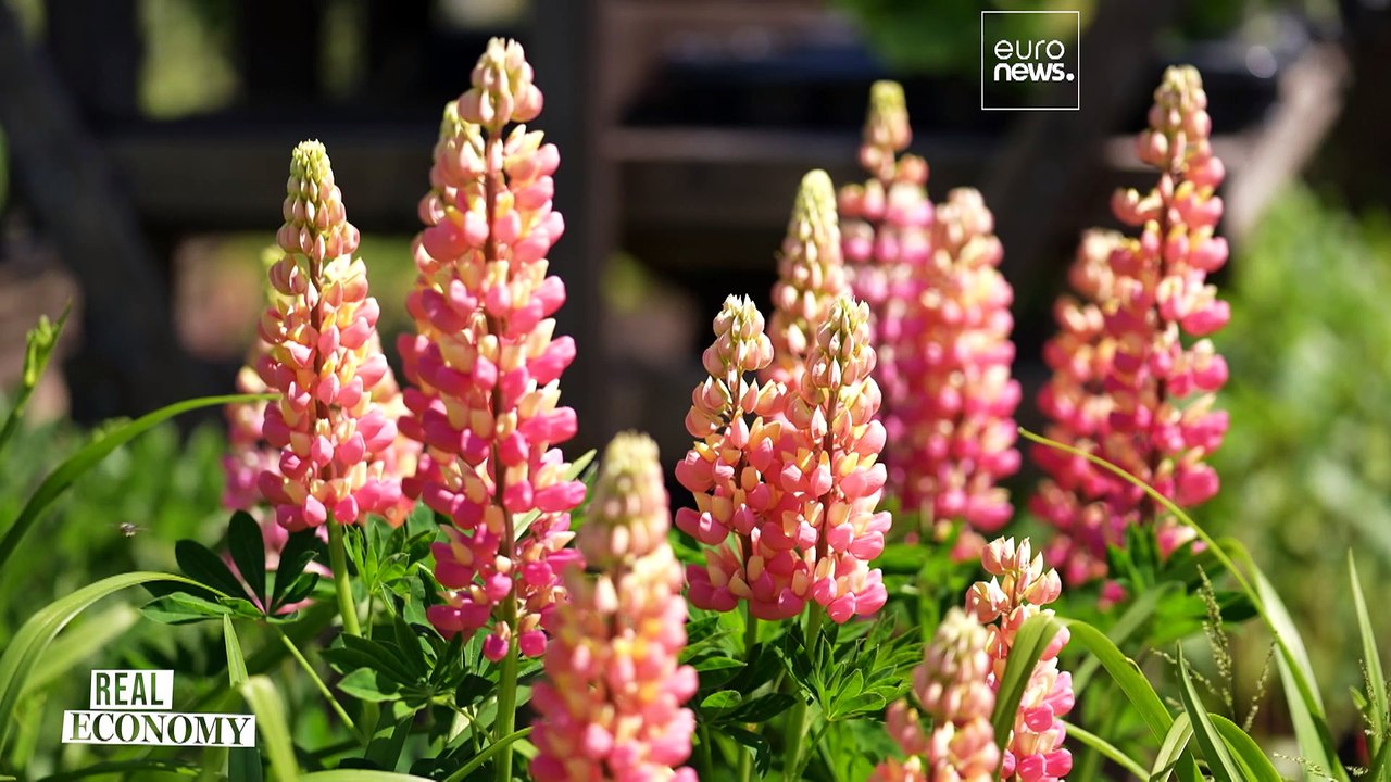 Mettere le persone al primo posto: come può l'Europa far crescere l'economia sociale?