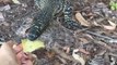 'Goanna got her good' - Woman gets her finger bitten while trying to feed curious reptile
