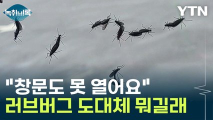 작년 악몽 재연한 러브버그...'이 지역'만 난리 난 이유 [Y녹취록] / YTN