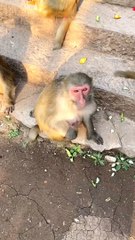 #fyp  impossible to guard against#monkey#animalworld#pet#fyp