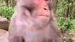 #fyp  How angry is the monkey#monkey#cute#pet#animal#fyp