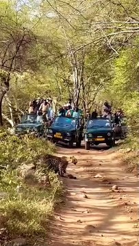 लैपर्ड को सांभर का शिकार करते देख पर्यटक हुए रोमांचित