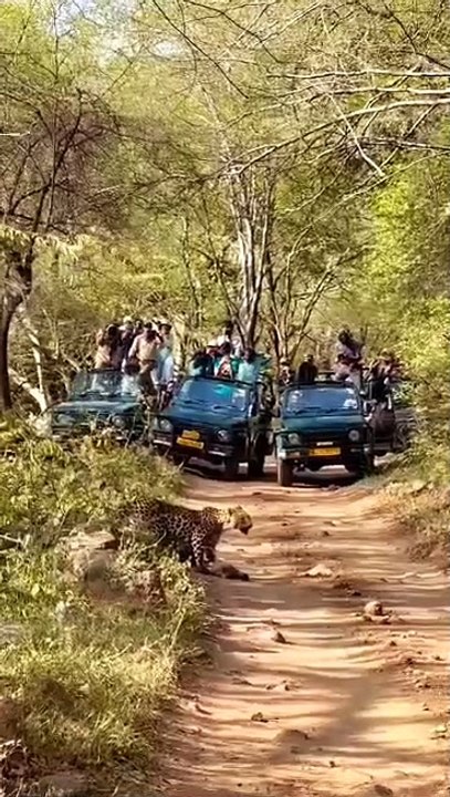 लैपर्ड को सांभर का शिकार करते देख पर्यटक हुए रोमांचित