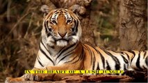 Silent Predator: Unveiling the Enigma of Hunter | Wildlife Story