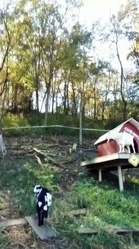 Enchanted Valley Acres Cross Plains, WI 2022