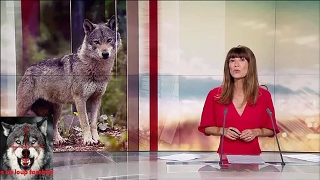 Qui a peur du loup Le canton de Neuchâtel rencontre les éleveurs inquiets
