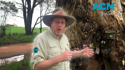Tim The Yowie Man discovers Araluen's mystical 'fairy tree'
