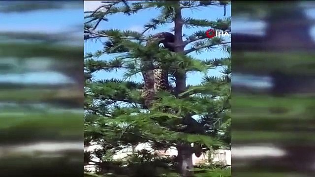 Anakonda büyüklüğündeki yılan paniğe neden oldu... Gerçek itfaiye ekiplerin gelmesiyle ortaya çıktı