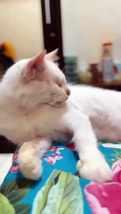 THIS WHITE CAT WILL RULE THE WORLD!!!