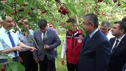 Osmaniye'de ihracatlık kiraz hasadı başladı