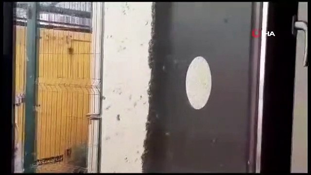 Oğula çıkan kraliçe arı yüzlerce arıyı daha beraberinde getirdi