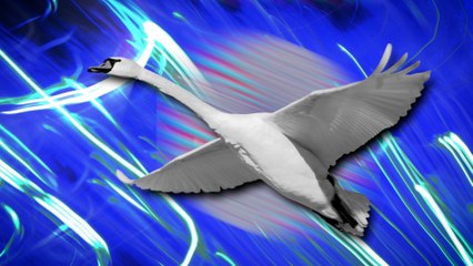 Cisnes se vuelven drogadictos por consumir amapolas