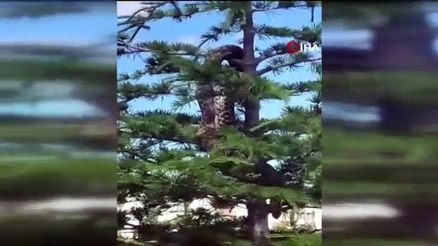 Dev anakonda paniği! Ağaçtaki yılanı görenler dehşete kapıldı