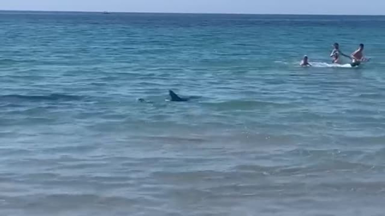 Muere el tiburón que sorprendió a los bañistas en una playa de Orihuela (Alicante)