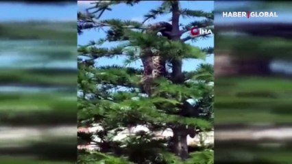 Yozgat'ta mahallede anakonda dehşeti: Ağaçta gören telefona sarıldı