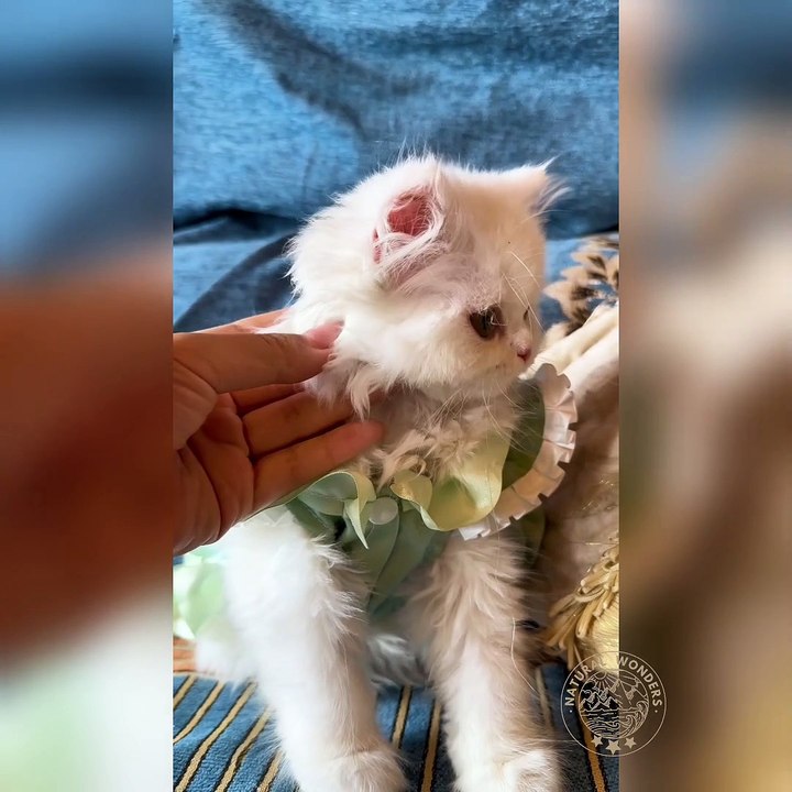 Cute Cat